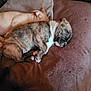 Zeus participe au concours pour gagner de l'argent avec cette photo : adorable, animal, brown, companion, cozy, cushion, cute, dog, friendship, fur, indoor, nap, pet, puppy, relaxation, rest, sleeping, soft, tan, two