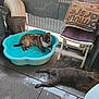 animal, balcony, brown_dog, buddha_head, chair, daylight, dog, floor, furniture, home, indoor, pet, plastic_bed, puppy, relaxing, resting, tile_floor, tongue_out, towel, wet_floor