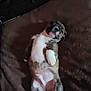 adorable, animal, brown_blanket, canine, comfort, couch, cute, dog, fur, indoor, lying_down, pet, puppy, relaxed, resting, sleepy, small_dog, soft_texture, white_belly, young_dog