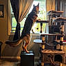 dog, german_shepherd, window, curtains, cat_tree, ottoman, wooden_floor, indoor, pet, furniture, curious, standing, looking_outside, sunlight, animal, home, walls, decor, daylight, playful