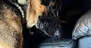 Bandit is registered to the contest to win money with this photo: dog, german_shepherd, pet, hand, person, blue_jacket, leather_couch, indoor, resting, fur, animal, companion, comfort, domestic, canine, friendship, touch, side_view, close_up, living_room