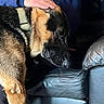 dog, german_shepherd, pet, hand, person, blue_jacket, leather_couch, indoor, resting, fur, animal, companion, comfort, domestic, canine, friendship, touch, side_view, close_up, living_room