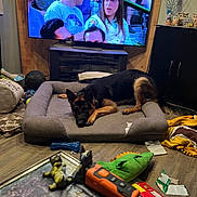 Bandit is registered to the contest to win money with this photo: dog, german_shepherd, dog_bed, living_room, television, people_on_tv, floor, toys, blanket, cabinet, wood_floor, decorations, couch, remote_control, plastic_bone_toy, stuffed_toy, clutter, relaxing, indoor, pet