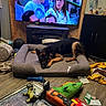 dog, german_shepherd, dog_bed, living_room, television, people_on_tv, floor, toys, blanket, cabinet, wood_floor, decorations, couch, remote_control, plastic_bone_toy, stuffed_toy, clutter, relaxing, indoor, pet