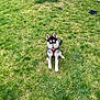 dog, puppy, husky, grass, outdoor, pet, animal, cute, playful, young_dog, tongue_out, greenery, yard, nature, sitting, fur, ears, tail, toy, happy
