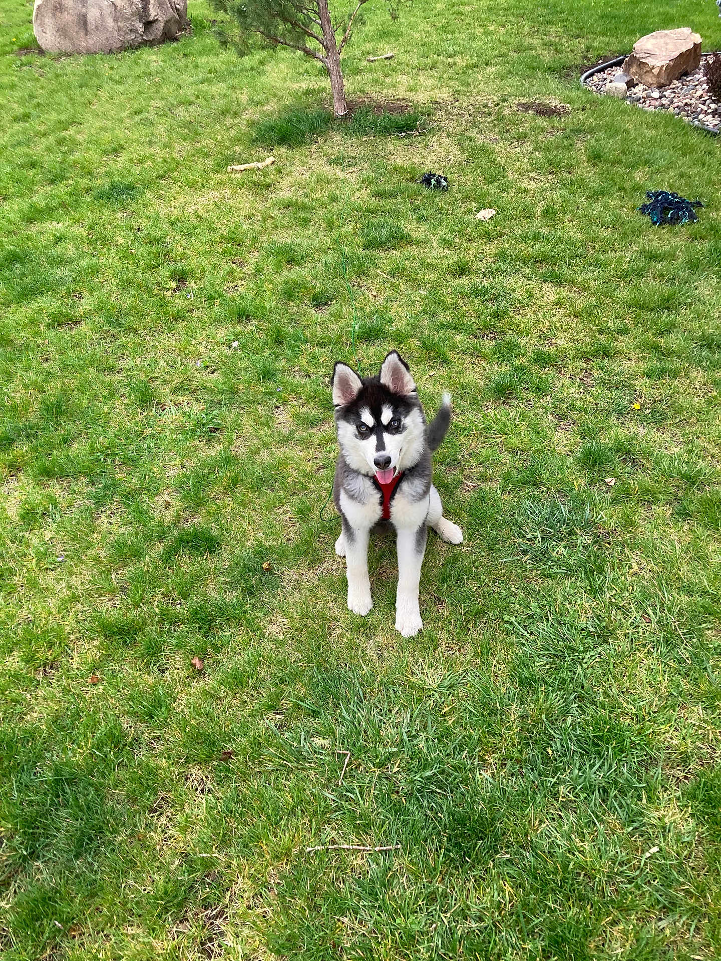 Echo is registered to the contest to win money with this photo: dog, puppy, husky, grass, outdoor, pet, animal, cute, playful, young_dog, tongue_out, greenery, yard, nature, sitting, fur, ears, tail, toy, happy