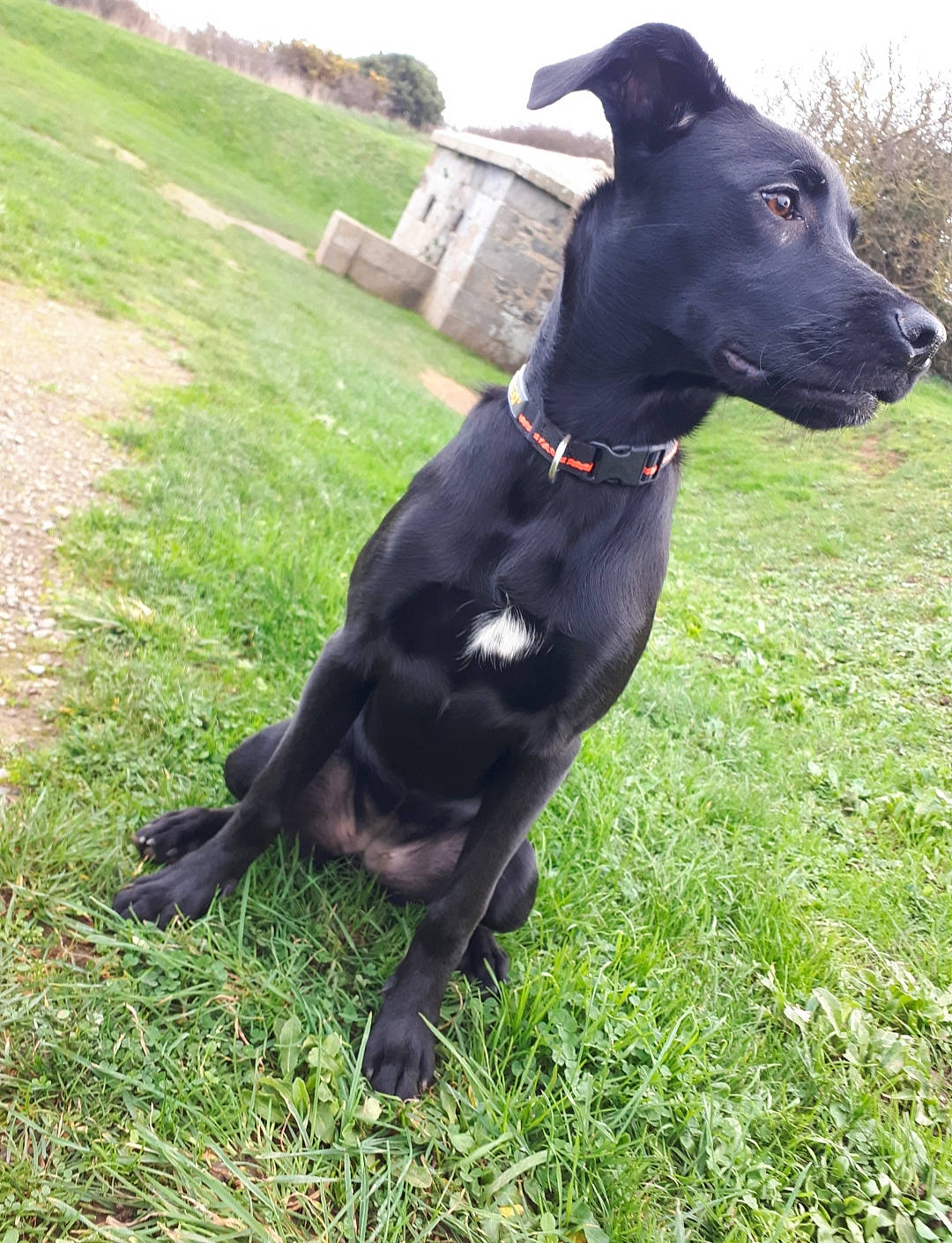 Leyka participe au concours pour gagner de l'argent avec cette photo : borador, canidae, carnivore, collar, companion_dog, dog, dog_breed, dog_collar, grass, grassland, guard_dog, gun_dog, non_sporting_group, personal_protective_equipment, plant, sky, sporting_group, tail, working_animal, working_dog