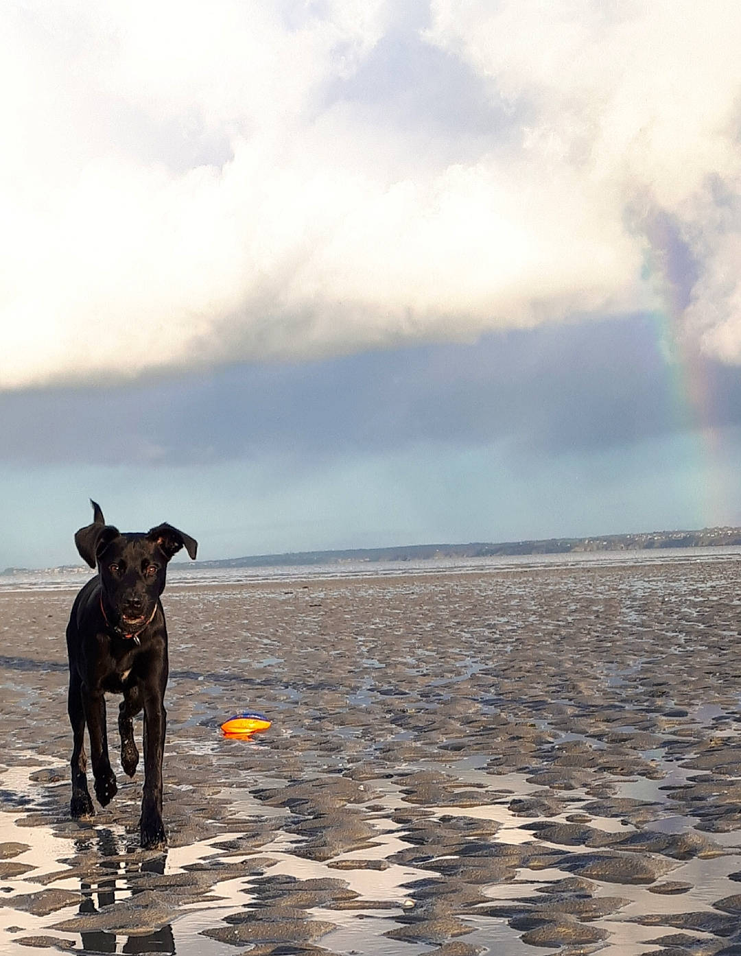 Leyka a rejoint le concours — aidez-le/la à gagner de superbes lots ! beach, canidae, carnivore, cloud, coast, cumulus, dog, dog_breed, fawn, horizon, landscape, ocean, rainbow, sand, sky, sporting_group, tail, water, wind_wave, working_animal