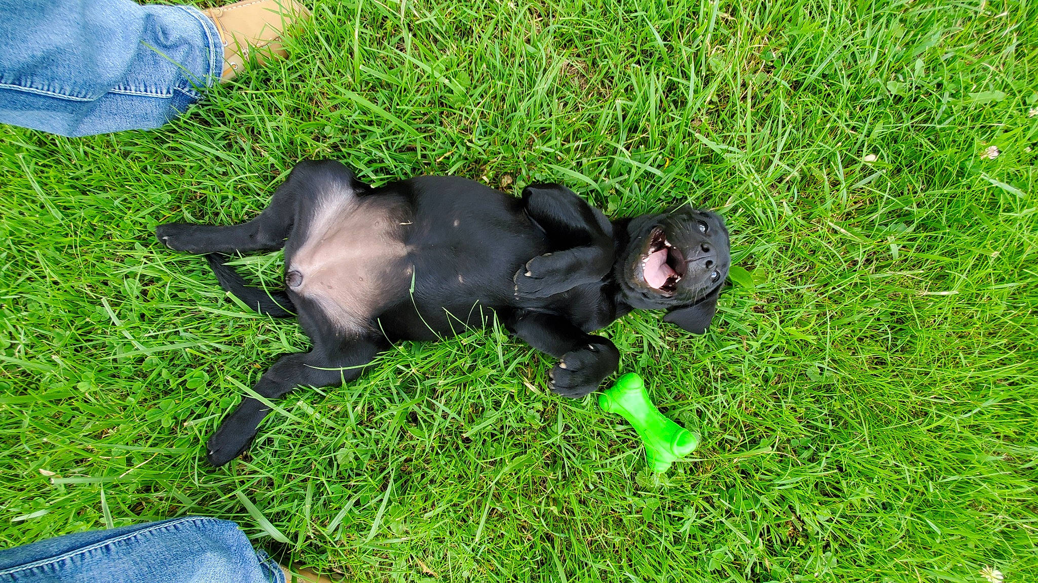 Iris joined the competition — help win amazing prizes! canidae, carnivore, dog, dog_breed, grass, non_sporting_group, patterdale_terrier, puppy, sporting_group