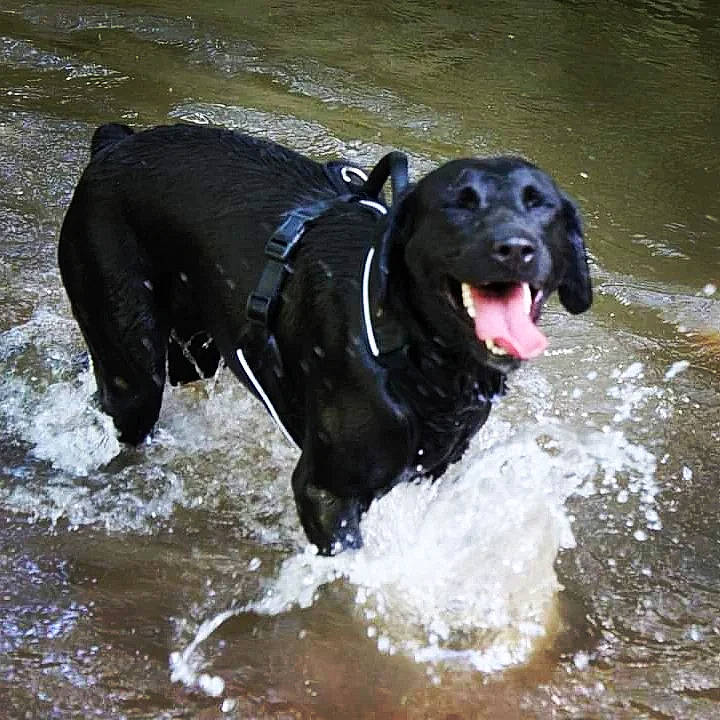 Iris joined the competition — help win amazing prizes! animal_sports, borador, canidae, carnivore, collar, companion_dog, dog, dog_breed, dog_collar, event, guard_dog, gun_dog, lake, liquid, retriever, snout, sporting_group, water, working_animal, working_dog