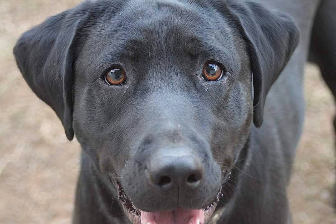 Iris joined the competition — help win amazing prizes! borador, carnivore, close_up, companion_dog, dog, dog_breed, gun_dog, hunting_dog, liver, plant, pointing_breed, retriever, snout, sporting_group, terrestrial_animal, whiskers, working_animal