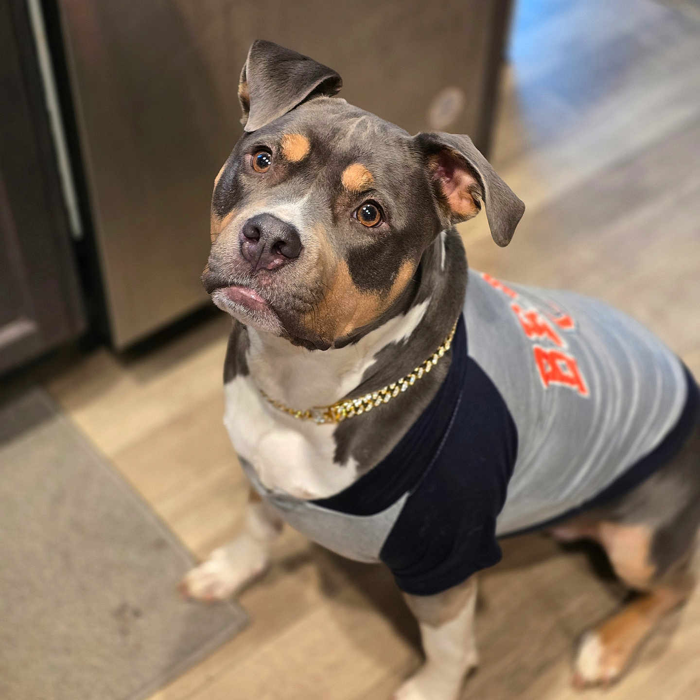 Kyromi Williams is registered to the contest to win money with this photo: adorable, brown_eyes, close_up, clothing, companion, curious, dog, ears, gold_chain, hardwood_floor, indoor, kitchen, looking_up, nose, paws, pet, portrait, seated, shirt, whiskers