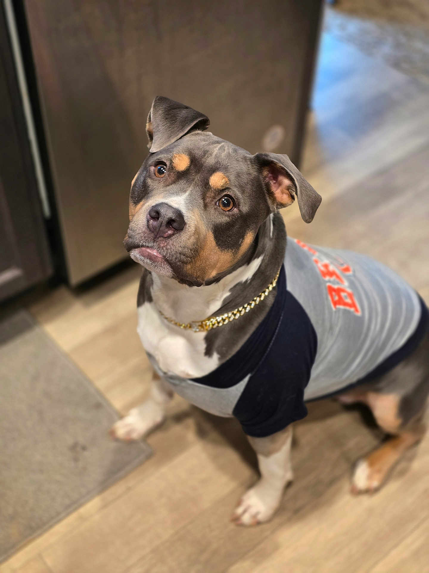 Kyromi Williams is registered to the contest to win money with this photo: dog, pet, indoor, portrait, looking_up, curious, brown_eyes, close_up, shirt, clothing, gold_chain, kitchen, hardwood_floor, seated, ears, whiskers, nose, paws, adorable, companion