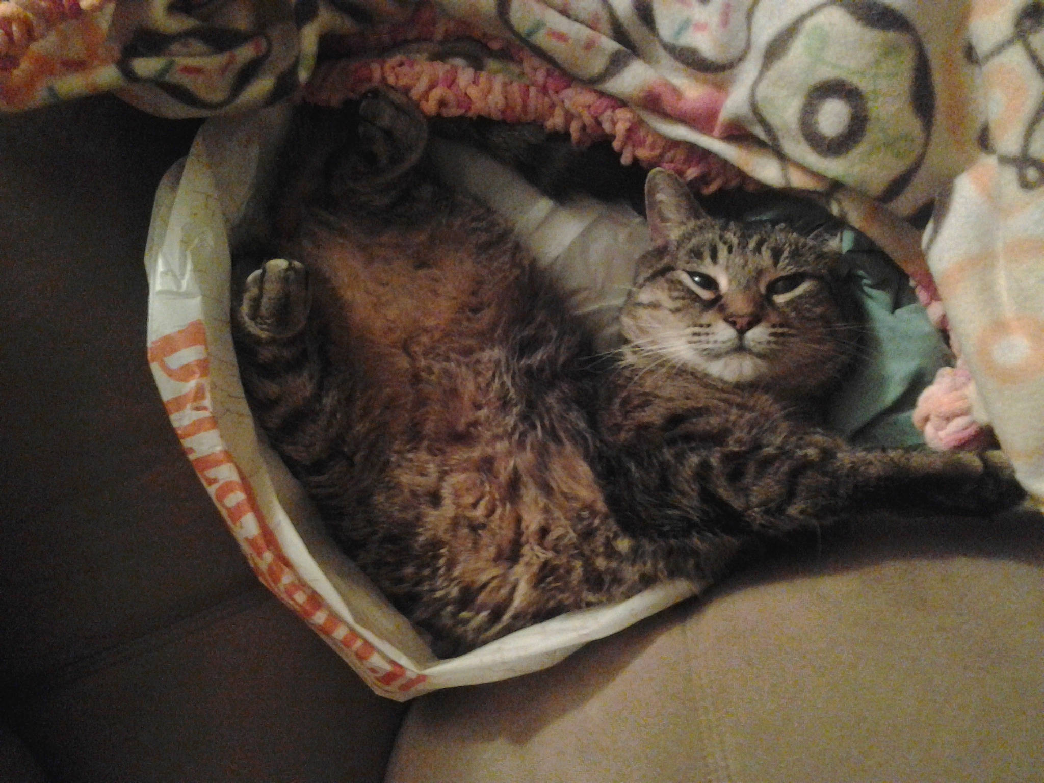 Jasper Von Whisker Lickins is registered to the contest to win money with this photo: american_shorthair, asian, california_spangled, carnivore, cat, domestic_short_haired_cat, dragon_li, european_shorthair, felidae, fur, kitten, ocicat, pixie_bob, small_to_medium_sized_cats, tabby_cat, whiskers