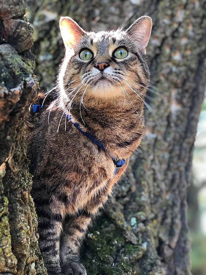 Jasper Von Whisker Lickins joined the competition — help win amazing prizes! asian, carnivore, cat, domestic_short_haired_cat, european_shorthair, eye, felidae, mammal, ocicat, organism, plant, small_to_medium_sized_cats, snout, tabby_cat, terrestrial_animal, tree, vertebrate, whiskers, wild_cat, wildlife