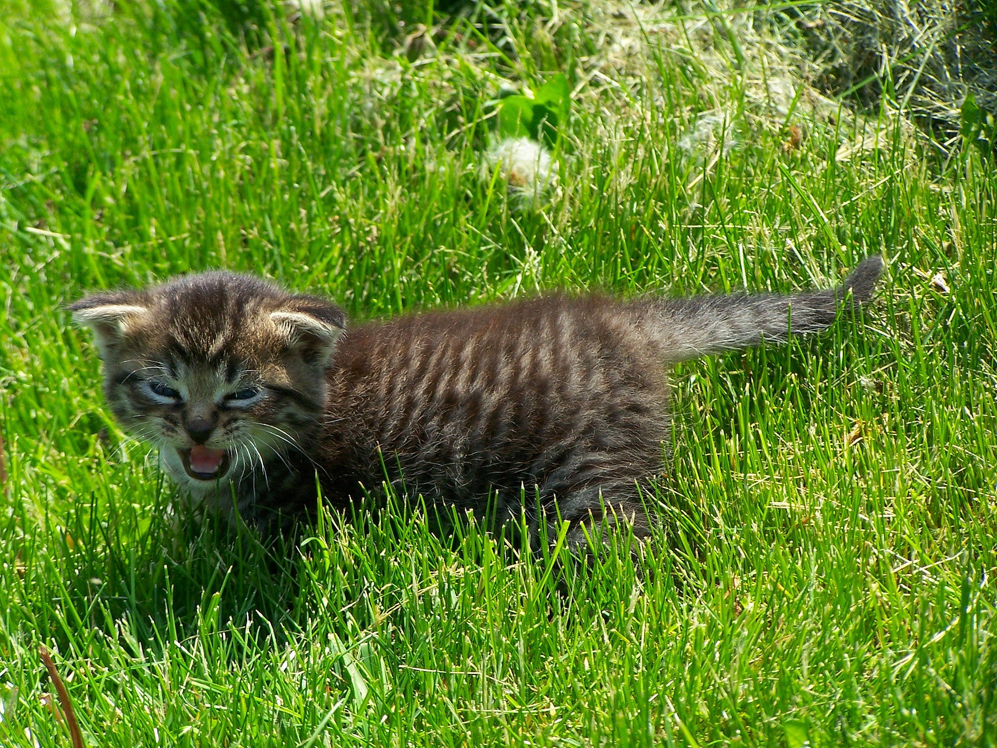 Jasper Von Whisker Lickins