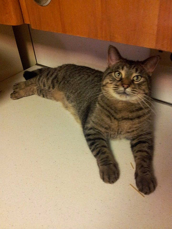 Jasper Von Whisker Lickins is registered to the contest to win money with this photo: american_shorthair, american_wirehair, asian, australian_mist, california_spangled, carnivore, cat, domestic_short_haired_cat, dragon_li, european_shorthair, felidae, kitten, mammal, ocicat, pixie_bob, small_to_medium_sized_cats, tabby_cat, toyger, vertebrate, whiskers