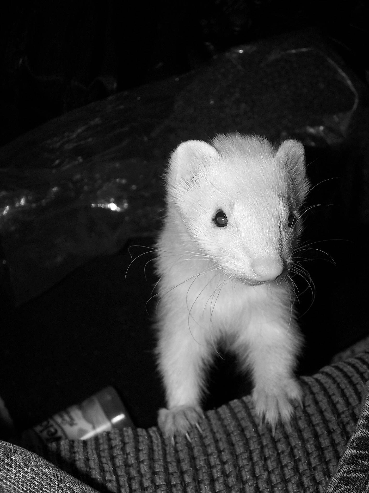Stash is registered to the contest to win money with this photo: black, black_and_white, ear, eye, ferret, fur, gerbil, hamster, mink, monochrome, muridae, muroidea, mustelidae, mustelinae, rat, rodent, skin, snout, whiskers, white