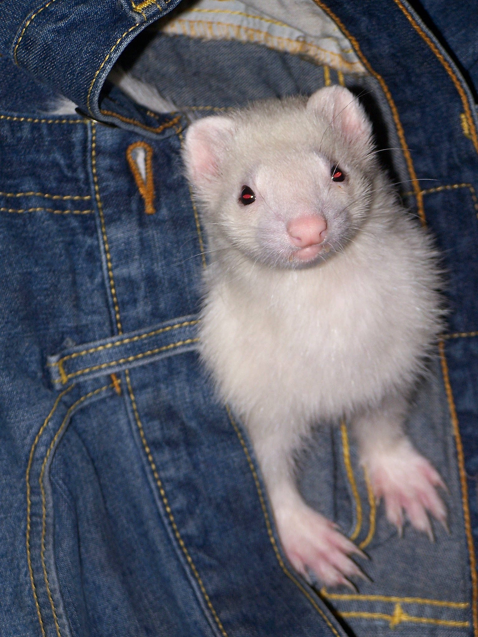 Stash joined the competition — help win amazing prizes! denim, eye, ferret, fur, hamster, mink, muridae, mustelidae, mustelinae, rat, whiskers