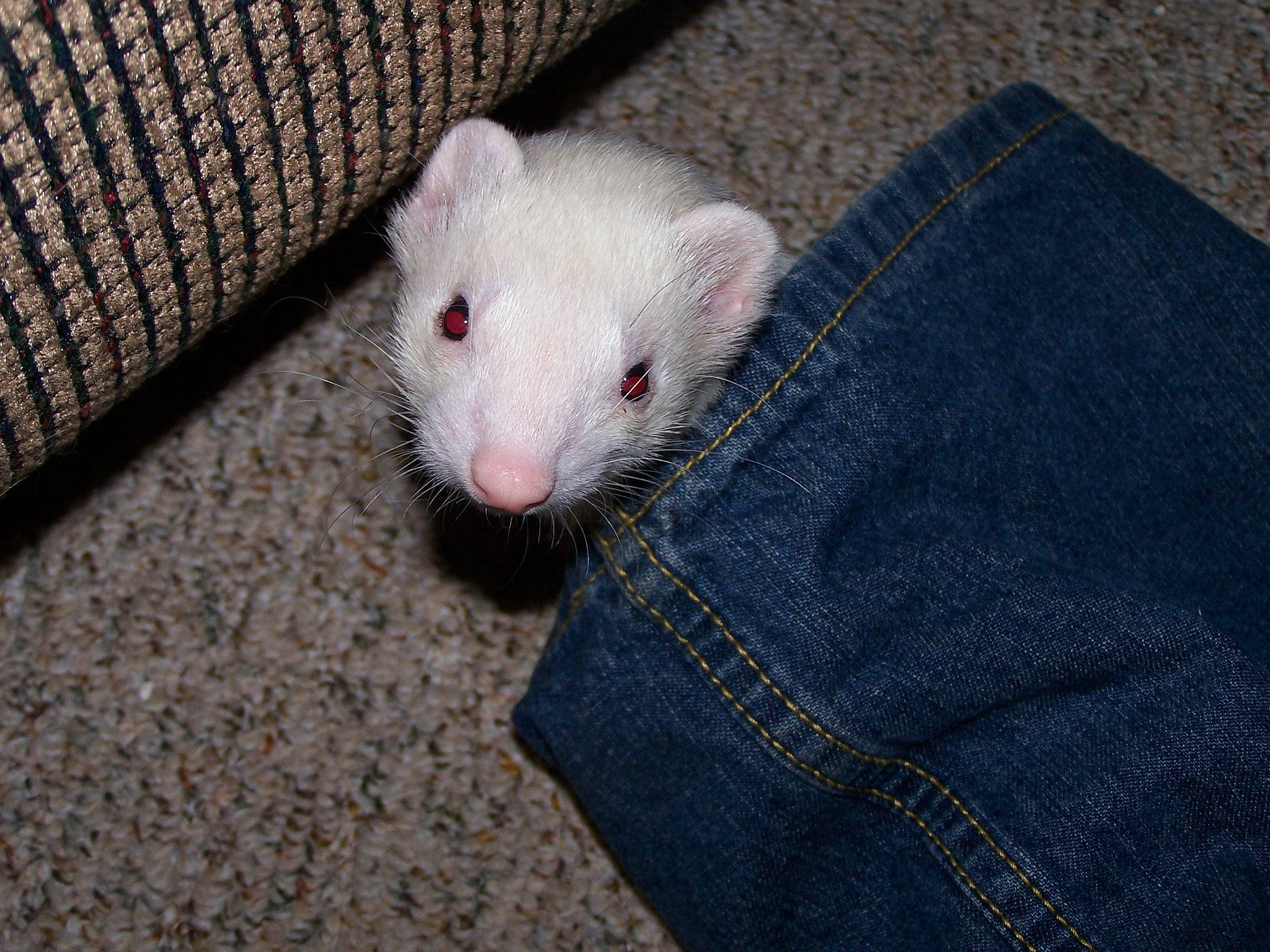 Stash joined the competition — help win amazing prizes! carnivore, eye, fawn, ferret, fur, gerbil, hamster, mink, mouse, muridae, mustelidae, mustelinae, rat, snout, whiskers