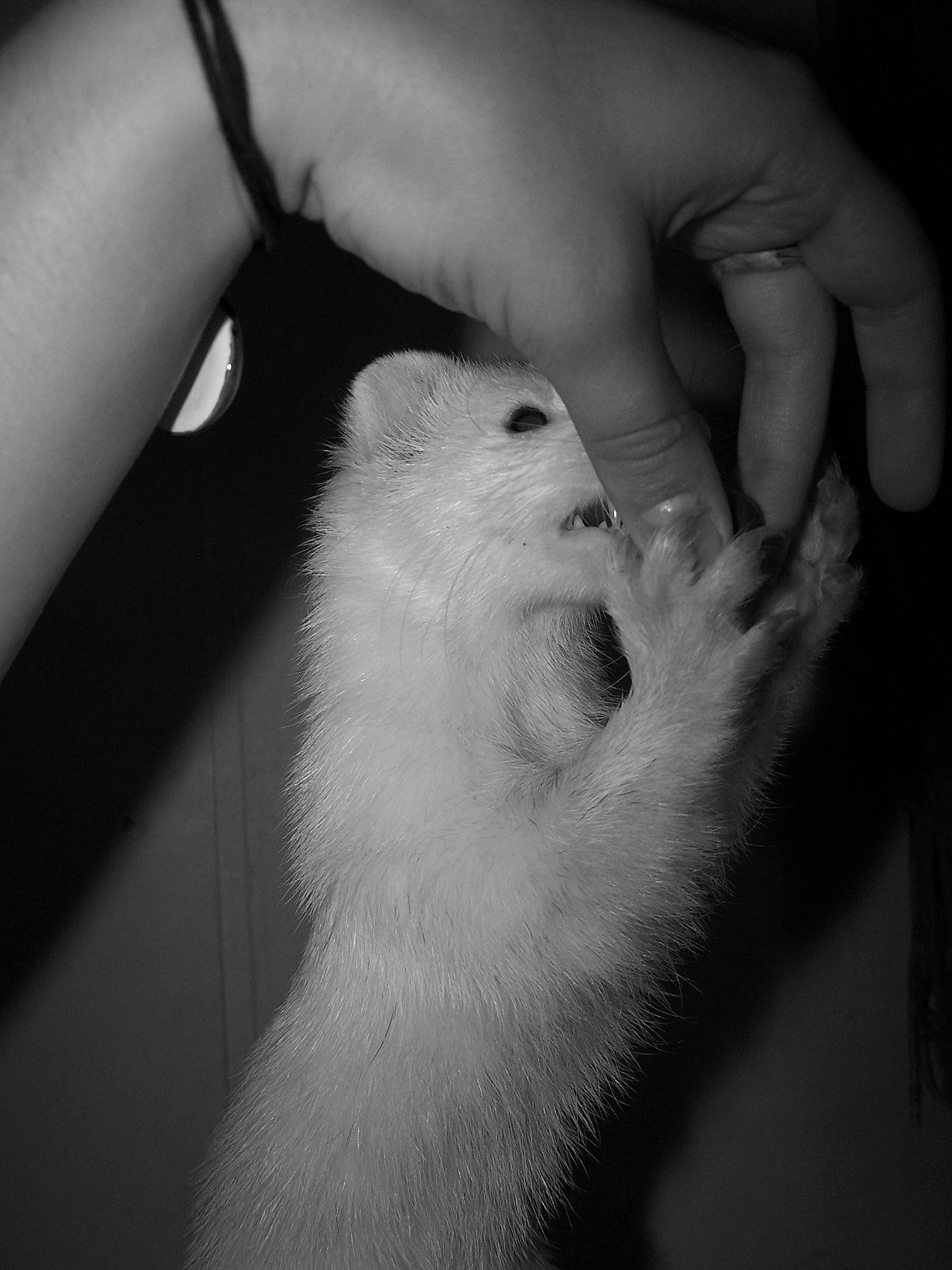Stash joined the competition — help win amazing prizes! black, black_and_white, finger, gerbil, hand, japanese_spitz, monochrome, monochrome_photography, mouth, snout, whiskers, white