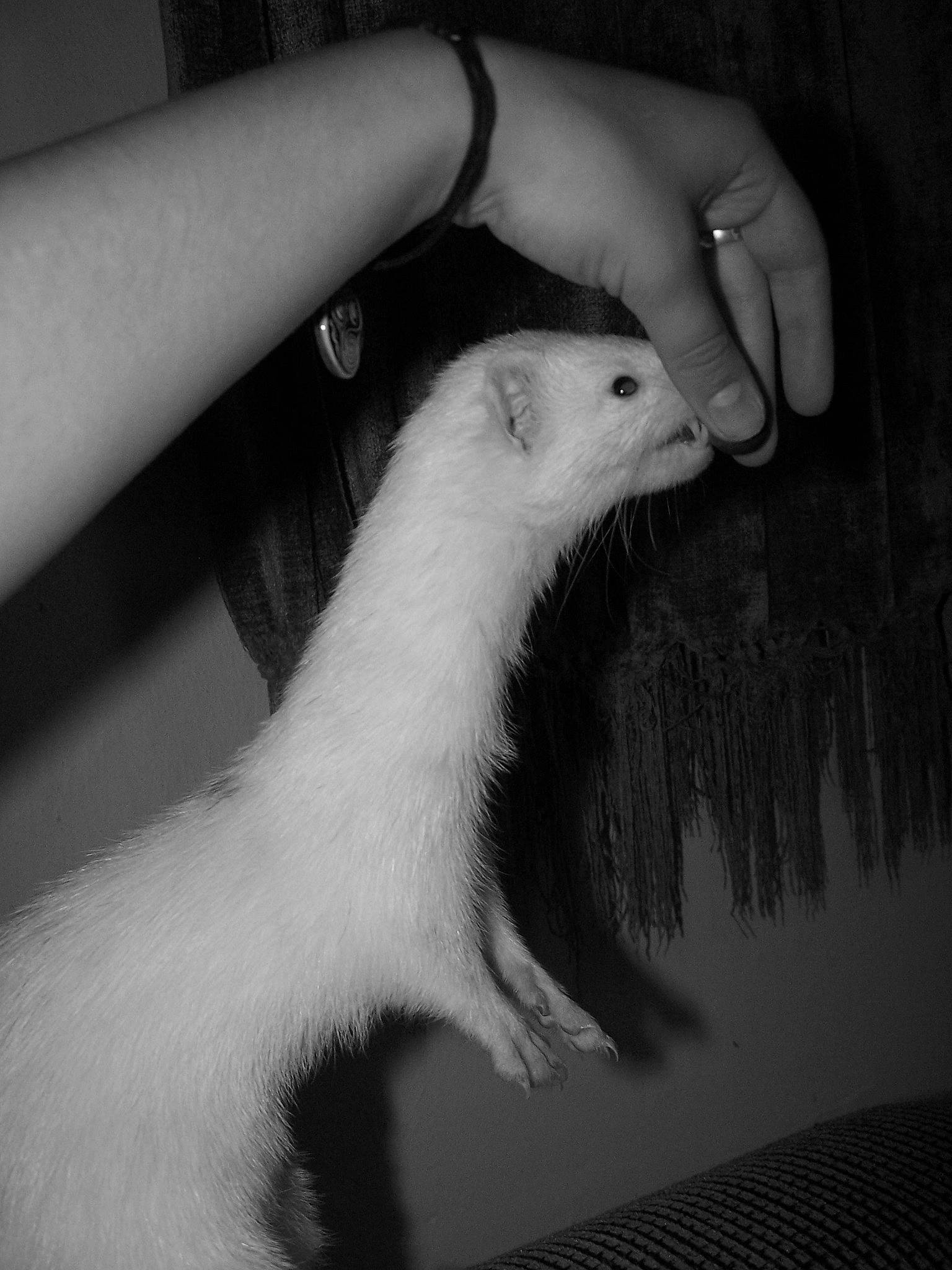 Stash is registered to the contest to win money with this photo: black_and_white, carnivore, claw, ferret, fur, hand, mink, mustelidae, mustelinae, nail, polecat, rat, stoat, tail, weasel, whiskers