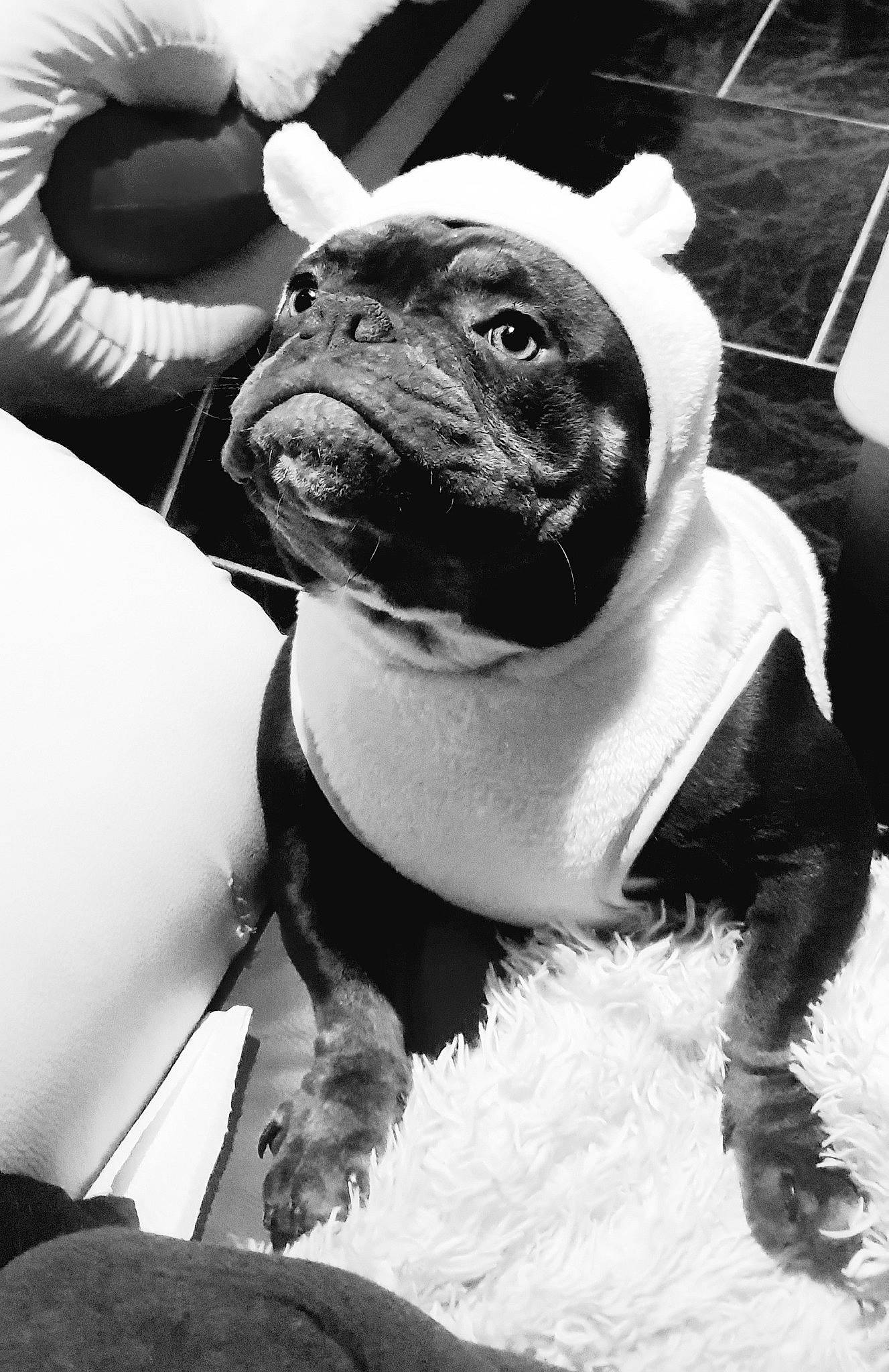 Lolie participe au concours pour gagner de l'argent avec cette photo : black, black_and_white, carnivore, collar, companion_dog, dog, dog_breed, dog_collar, fawn, leash, monochrome, monochrome_photography, pet_supply, snout, sporting_group, style, whiskers, white, working_animal, wrinkle