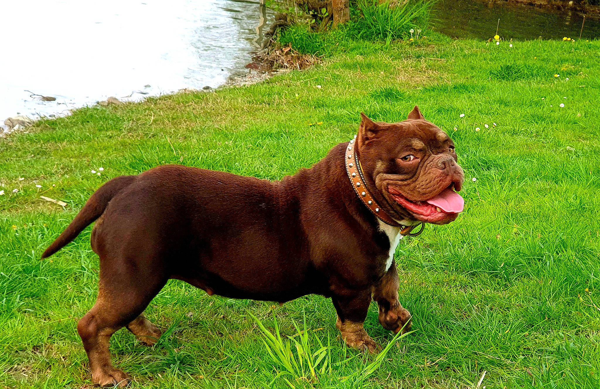 Lolie a rejoint le concours — aidez-le/la à gagner de superbes lots ! canidae, carnivore, collar, companion_dog, dog, dog_breed, dog_collar, dog_supply, durango_boot, fawn, grass, liver, plant, snout, sporting_group, tail, terrestrial_animal, water, working_animal, working_dog