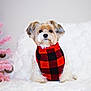 dog, pet, animal, cute, fluffy, sweater, red, black, checkered, blanket, white, indoors, christmas_tree, pink, festive, small_dog, fur, portrait, cozy, decor