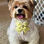 dog, pet, bow, yellow_bow, happy, tongue_out, fur, groomed, indoor, carpet, small_dog, cute, animal, face, ears, nose, mouth, floor, background, baby_gate