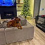dog, child, couch, christmas_tree, fireplace, television, living_room, wood_floor, decor, holiday, lights, toy_car, blanket, cushion, window, shelf, vase, door, pet_cage, relaxing