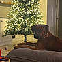 dog, christmas_tree, lights, indoors, living_room, furniture, ottoman, brown_dog, holiday, decorations, relaxed, cozy, pet, home, soft_lighting, background, floor, calm, festive, quiet