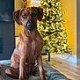 Rosie is registered to the contest to win money with this photo: dog, pet, christmas_tree, indoor, blanket, brown_dog, holiday, festive, lights, cozy, fur, wood_floor, decor, home, animal, sitting, canine, portrait, cute, background_blur