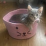 kitten, cat, pet, basket, pink, wooden_floor, plush_toys, curtains, indoors, cute, tabby_cat, animal, feline, resting, home, cozy, toy_basket, floor, playful, young_cat
