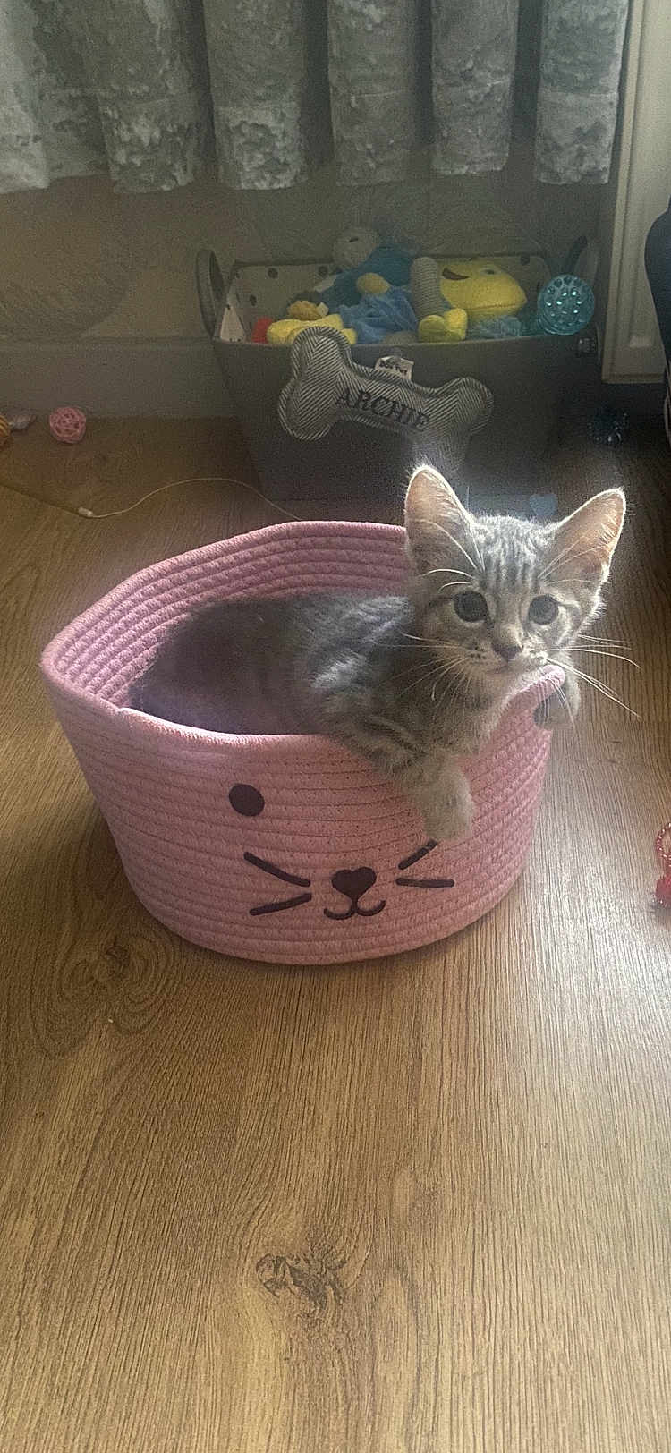 Cleo Hampson is registered to the contest to win money with this photo: kitten, cat, pet, basket, pink, wooden_floor, plush_toys, curtains, indoors, cute, tabby_cat, animal, feline, resting, home, cozy, toy_basket, floor, playful, young_cat