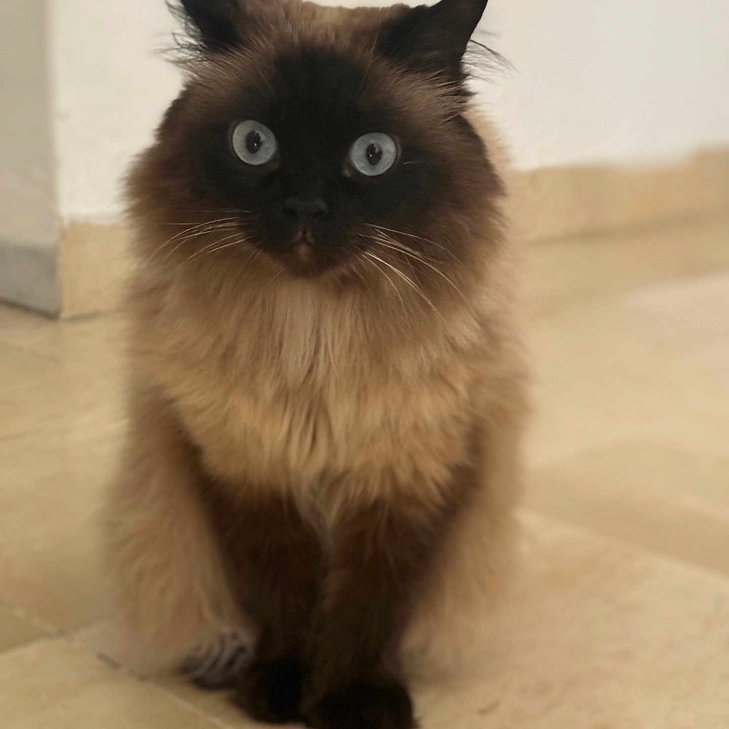 Mannena participe au concours pour gagner de l'argent avec cette photo : cat, fluffy, himalayan_cat, blue_eyes, sitting, indoor, floor, ears, whiskers, fur, pet, animal, domestic, curious, closeup, portrait, brown, black, beige, cute