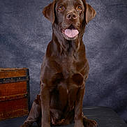 Paz participe au concours pour gagner de l'argent avec cette photo : dog, labrador, chocolate_labrador, pet, animal, sitting, portrait, studio, brown, canine, tongue_out, fur, ears, eyes, nose, wooden_chest, background, black_surface, indoor, cute