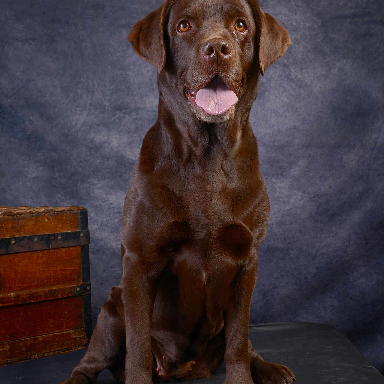 Paz participe au concours pour gagner de l'argent avec cette photo : dog, labrador, chocolate_labrador, pet, animal, sitting, portrait, studio, brown, canine, tongue_out, fur, ears, eyes, nose, wooden_chest, background, black_surface, indoor, cute