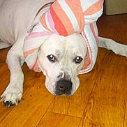 Bubba is registered to the contest to win money with this photo: animal, canine, dog, domestic_animal, ears, eyes, floor, fur, head_wrap, home, indoor, laying_down, nose, paws, pet, resting, striped_towel, towel, white_dog, wooden_floor