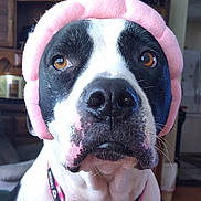 Bigs joined the competition — help win amazing prizes! animal, black_and_white, brown_eyes, canine, close_up, collar, dog, domestic, ears, face, fur, furniture, headband, indoor, living_room, nose, pet, pink, portrait, whiskers