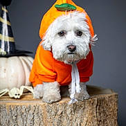 Piggy joined the competition — help win amazing prizes! animal, costume, cute, decorations, dog, festive, fluffy, halloween, indoor, orange_hoodie, pet, portrait, pumpkin_costume, small_dog, spider, studio, white_dog, white_pumpkin, witch_hat, wooden_stump