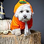 animal, costume, cute, decorations, dog, festive, fluffy, halloween, indoor, orange_hoodie, pet, portrait, pumpkin_costume, small_dog, spider, studio, white_dog, white_pumpkin, witch_hat, wooden_stump