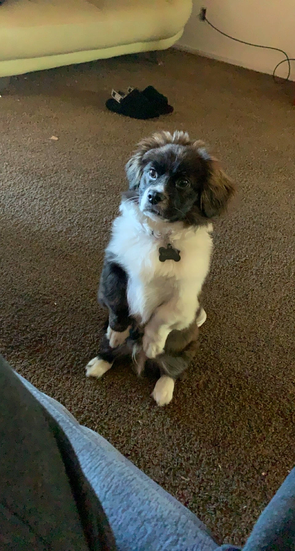 Buddy is registered to the contest to win money with this photo: asphalt, border_collie, canidae, carnivore, companion_dog, dog, dog_breed, flooring, fur, herding_dog, non_sporting_group, paw, road_surface, snout, soil, sporting_group, tail, toy_dog, working_animal, working_dog