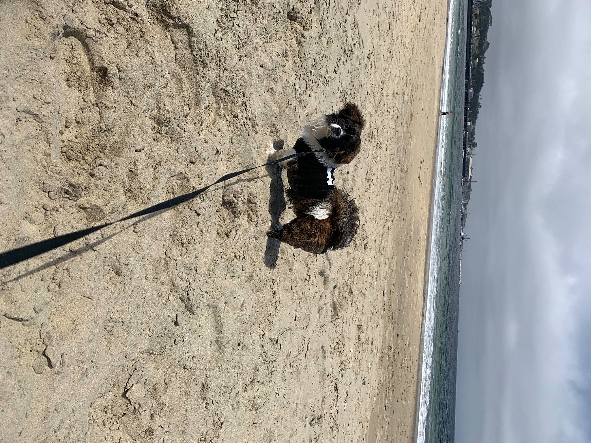 Buddy joined the competition — help win amazing prizes! adventure, bedrock, climbing_harness, cloud, concrete, formation, geological_phenomenon, landscape, recreation, rock, rock_climbing_equipment, rope, shadow, sky, slope, wall, water, window, wire, wood