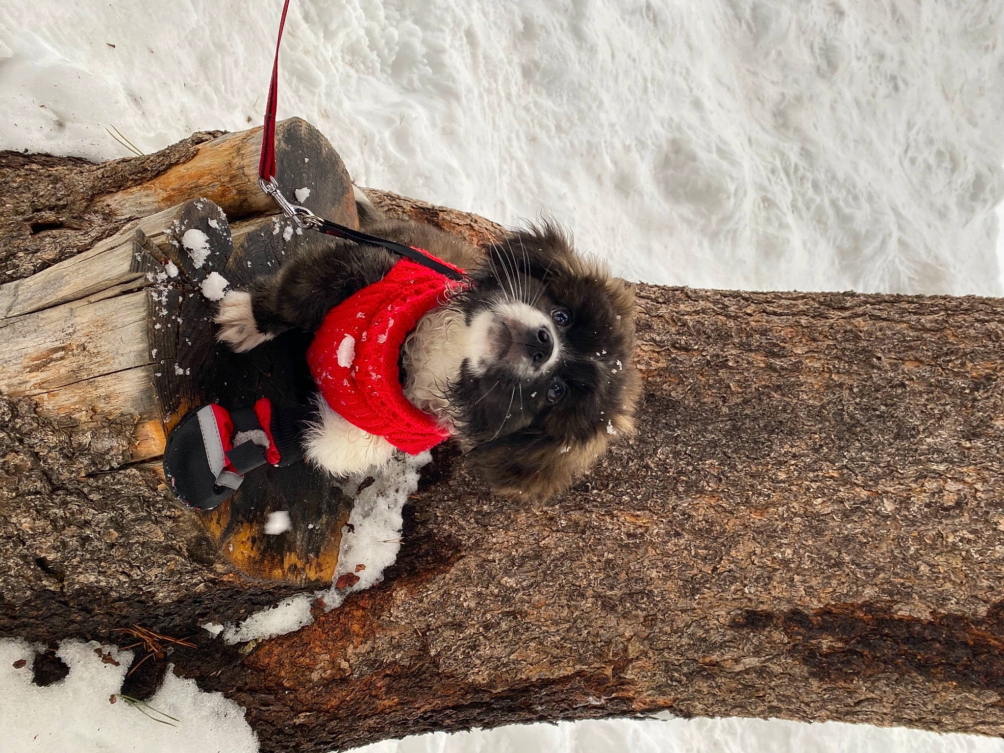 Buddy joined the competition — help win amazing prizes! canidae, carmine, carnivore, claw, collar, dog, dog_breed, dog_supply, fashion_accessory, fawn, fur, leash, rock, snout, soil, sporting_group, tail, terrestrial_animal, wood, working_animal