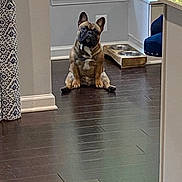 Zeus joined the competition — help win amazing prizes! dog, french_bulldog, pet, indoor, floor, wooden_floor, plant, window, curtains, dog_bowls, kitchen, furniture, sitting, looking, animal, companion, domestic, cute, ears, face