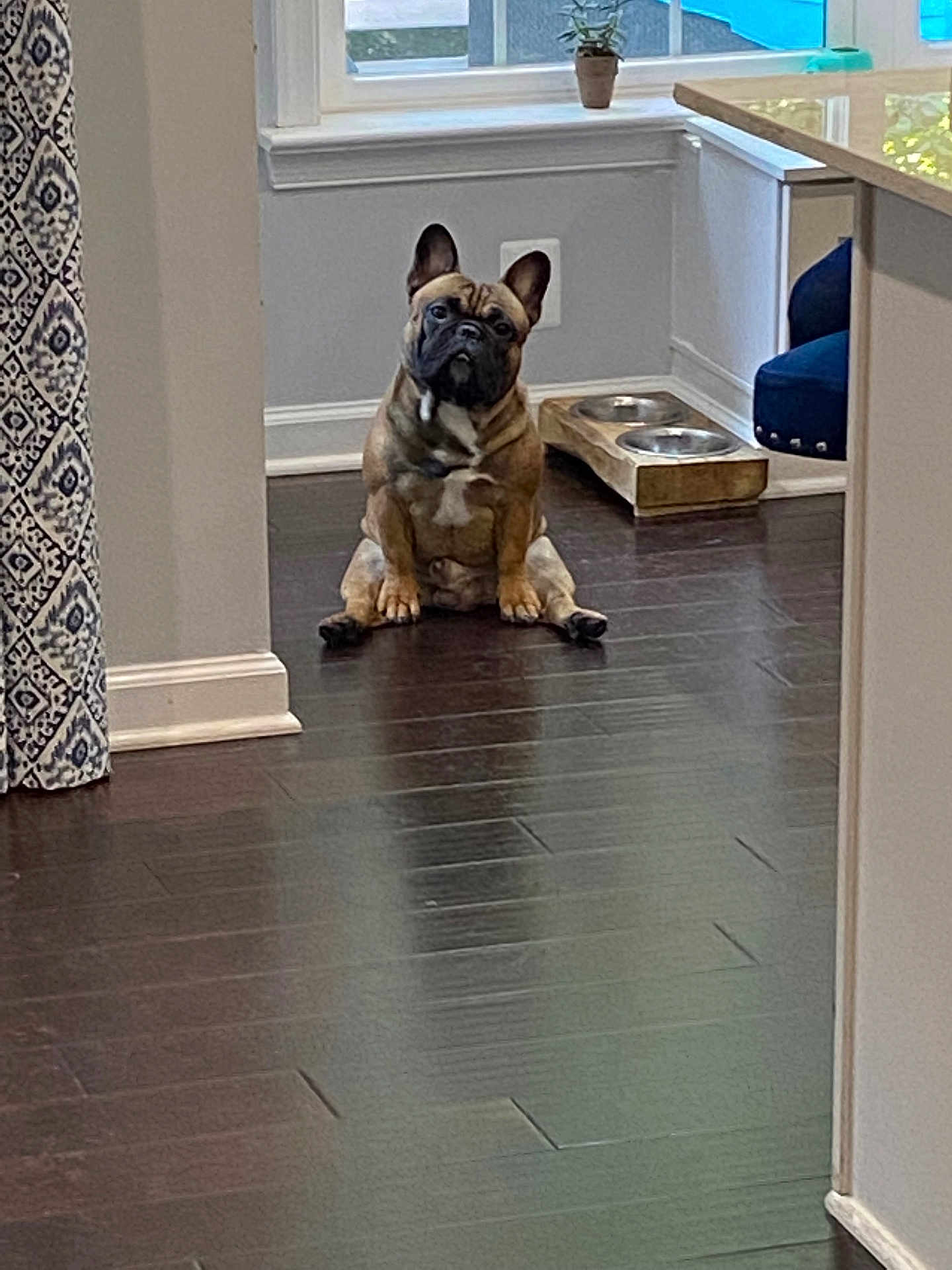 Zeus joined the competition — help win amazing prizes! dog, french_bulldog, pet, indoor, floor, wooden_floor, plant, window, curtains, dog_bowls, kitchen, furniture, sitting, looking, animal, companion, domestic, cute, ears, face