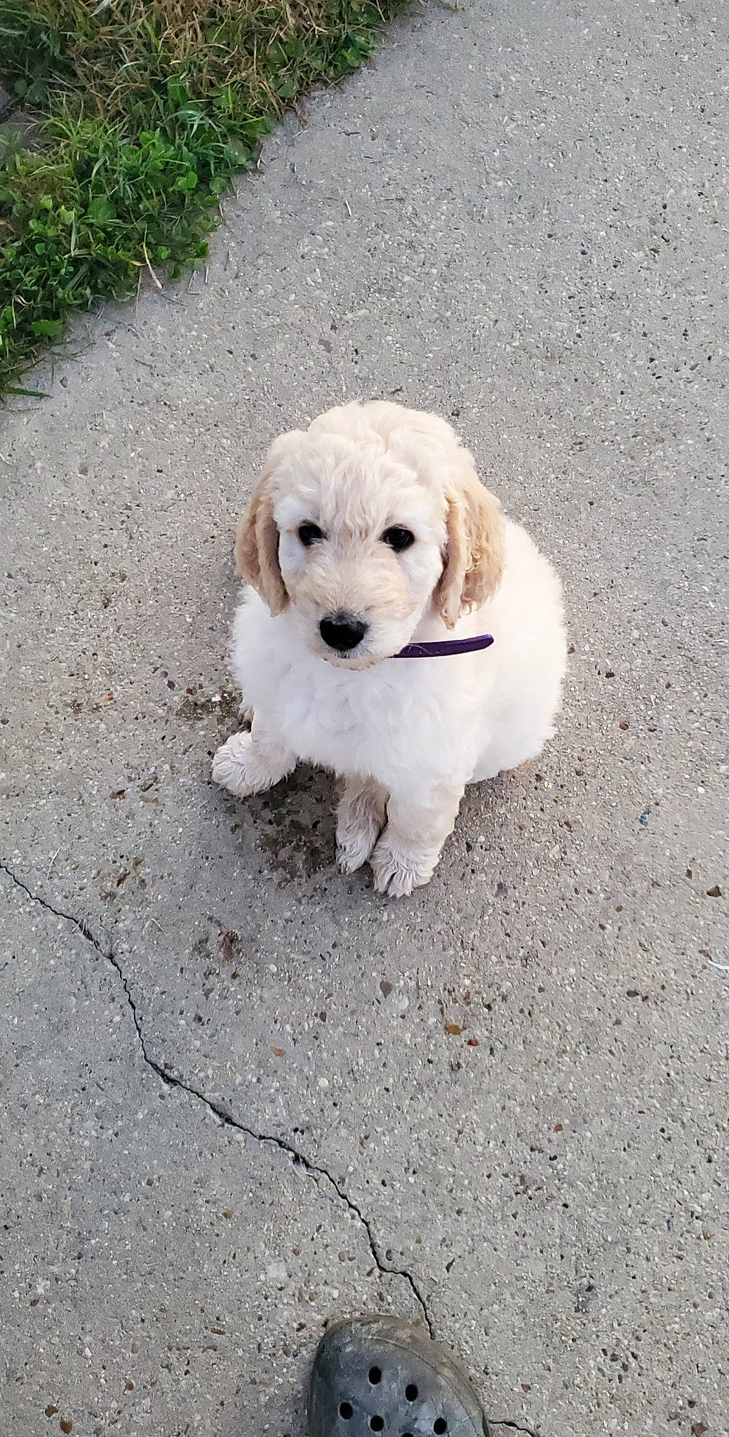 Bailey joined the competition — help win amazing prizes! asphalt, canidae, carnivore, collar, companion_dog, dog, dog_breed, dog_collar, dog_supply, fashion_accessory, grass, leash, paw, pet_supply, puppy, road_surface, snout, sporting_group, toy_dog, working_animal