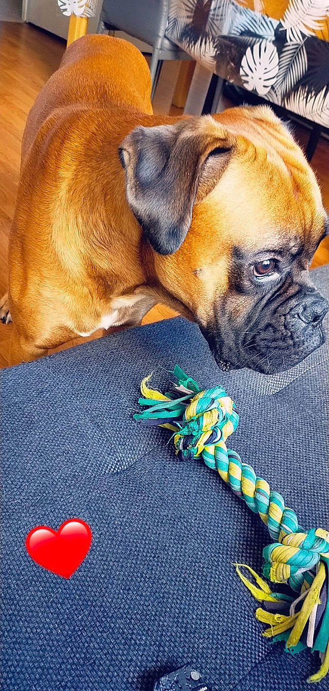 Robby a rejoint le concours — aidez-le/la à gagner de superbes lots ! blue, boxer, canidae, carnivore, collar, comfort, companion_dog, dog, dog_breed, dog_supply, electric_blue, fawn, fur, liver, pet_supply, snout, sporting_group, terrestrial_animal, working_animal, wrinkle