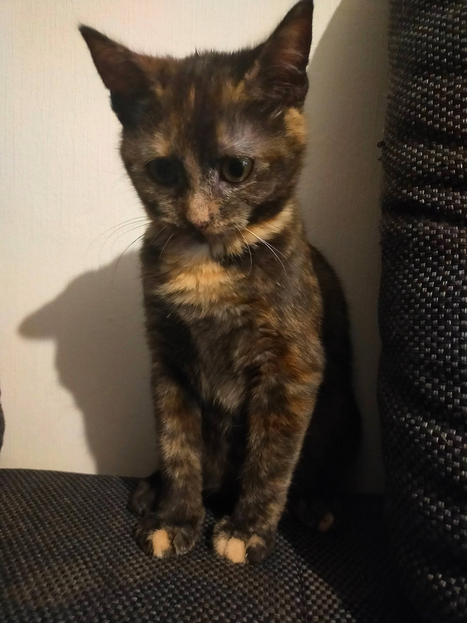 Twixy a rejoint le concours — aidez-le/la à gagner de superbes lots ! black_cat, carnivore, cat, cat_furniture, cat_supply, claw, domestic_short_haired_cat, ear, fawn, felidae, fur, paw, small_to_medium_sized_cats, snout, tail, whiskers